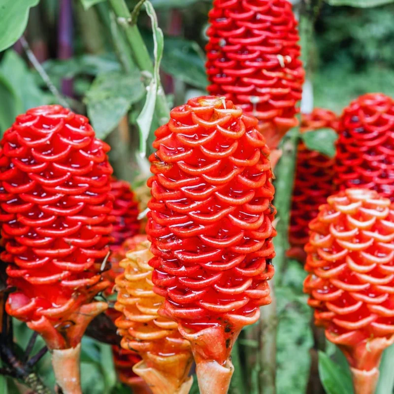 8 Shampoo Ginger Rhizomes for Planting - Zingiber Zerumbet Roots - Image 1