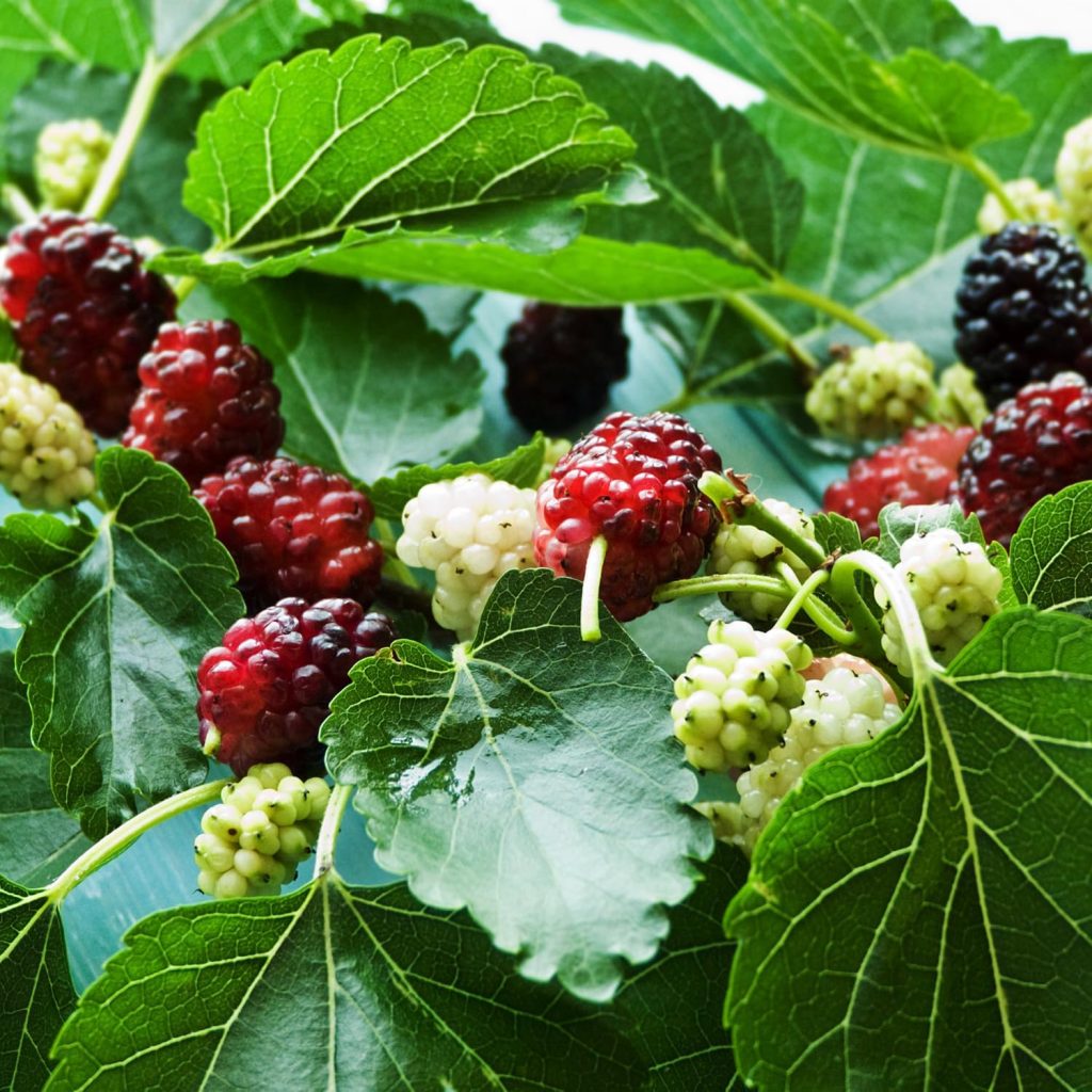 Illinois Everbearing Mulberry Live Plant – Sweet Fruit Tree 5-8 Inch Tall