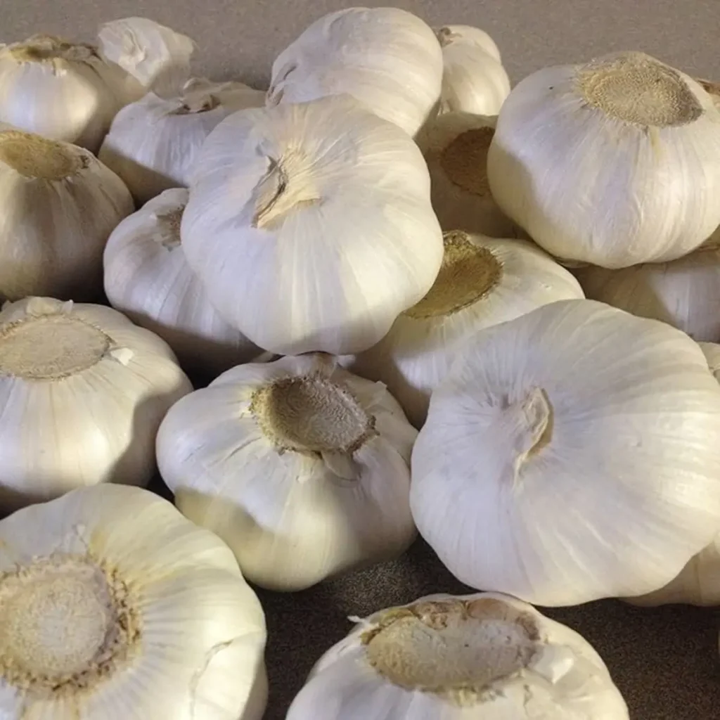 Gilroy California Softneck Garlic Bulbs for Planting with Soil Guide – Heirloom, Non-GMO