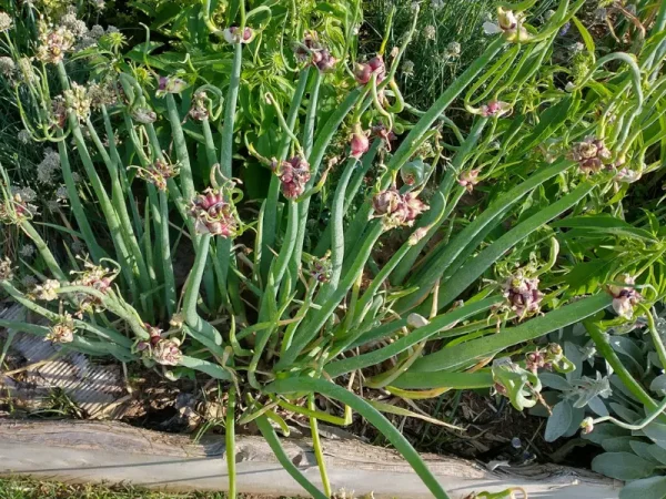 Growing Walking Onions in Containers: The Ultimate Guide