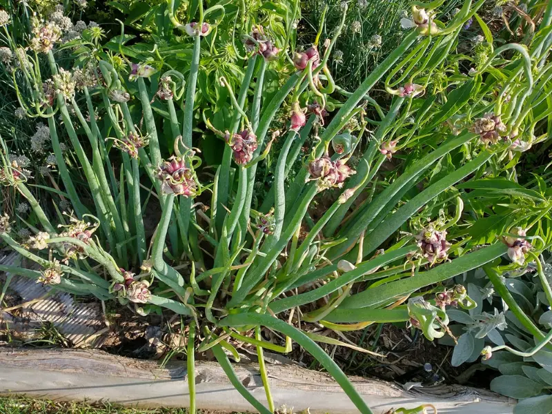 Growing Walking Onions in Containers: The Ultimate Guide