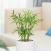 Parlor Palm Indoor Plant – Chamaedorea Elegans – Air Purifier – 3 inch Nursery Pot