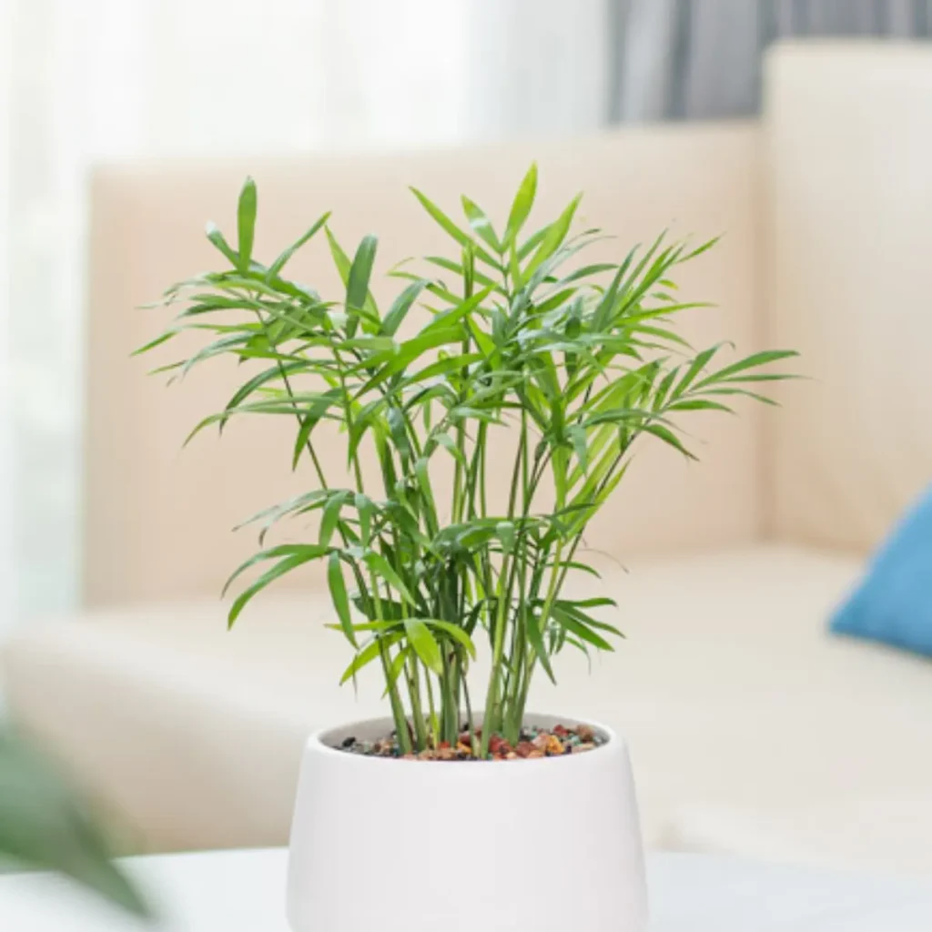 Parlor Palm Indoor Plant – Chamaedorea Elegans – Air Purifier – 3 inch Nursery Pot