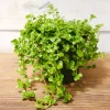 Pilea Depressa Baby Tears Live Plant – 2 Inch Pot – Easy Indoor Houseplant