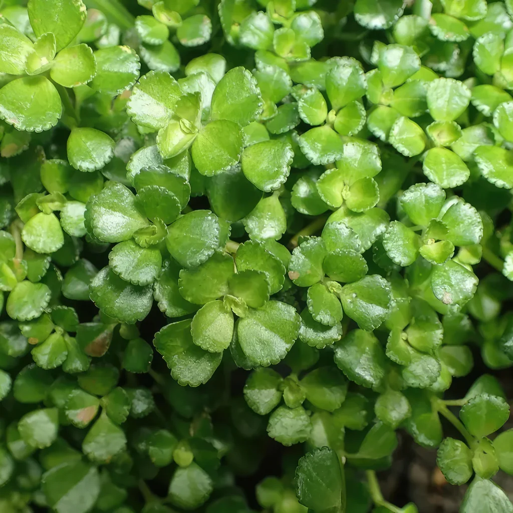 Pilea Depressa Baby Tears Live Plant – 2 Inch Pot – Easy Indoor Houseplant