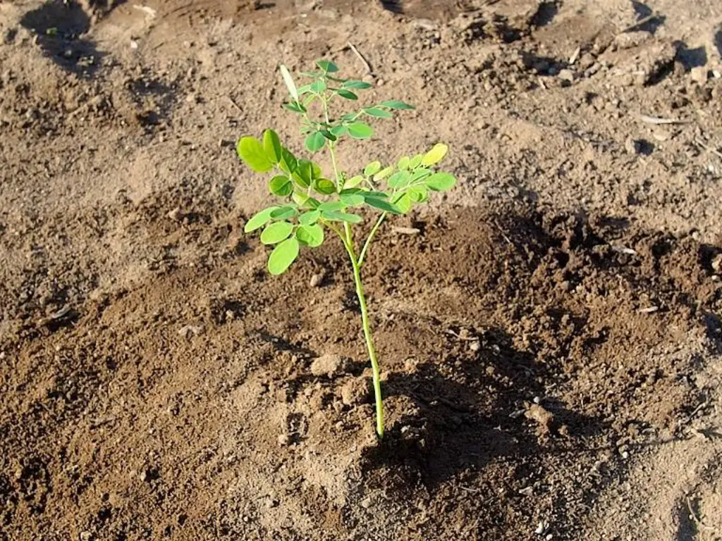 7 Moringa Plant Care Mistakes to Avoid for Healthy Growth