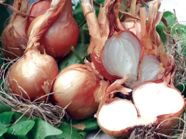 How to Grow Potato Onions From True Seeds: A Step-by-Step Guide