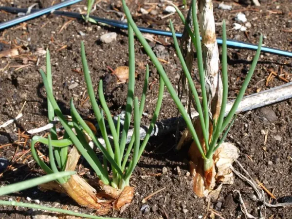 How to Grow Potato Onions From True Seeds: A Step-by-Step Guide