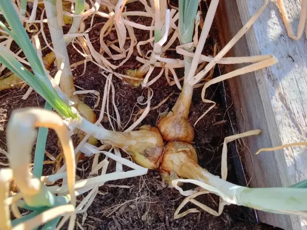 How to Grow Potato Onions From True Seeds: A Step-by-Step Guide