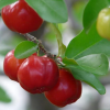 Dwarf Barbados Cherry Tree Live Plant – 12-18 Inch Tall – 6 Inch Pot – Indoor Outdoor Fruit Plant