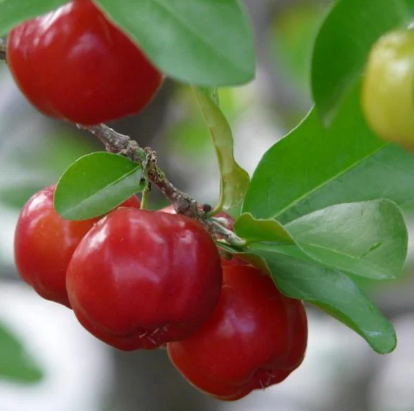 Dwarf Barbados Cherry Tree Live Plant – 12-18 Inch Tall – 6 Inch Pot – Indoor Outdoor Fruit Plant