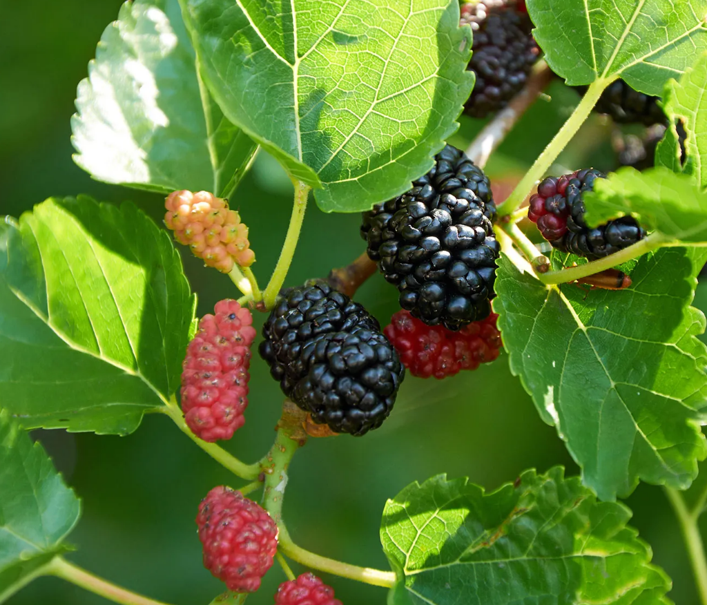 Illinois Everbearing Mulberry Live Plant – Sweet Fruit Tree 5-8 Inch Tall
