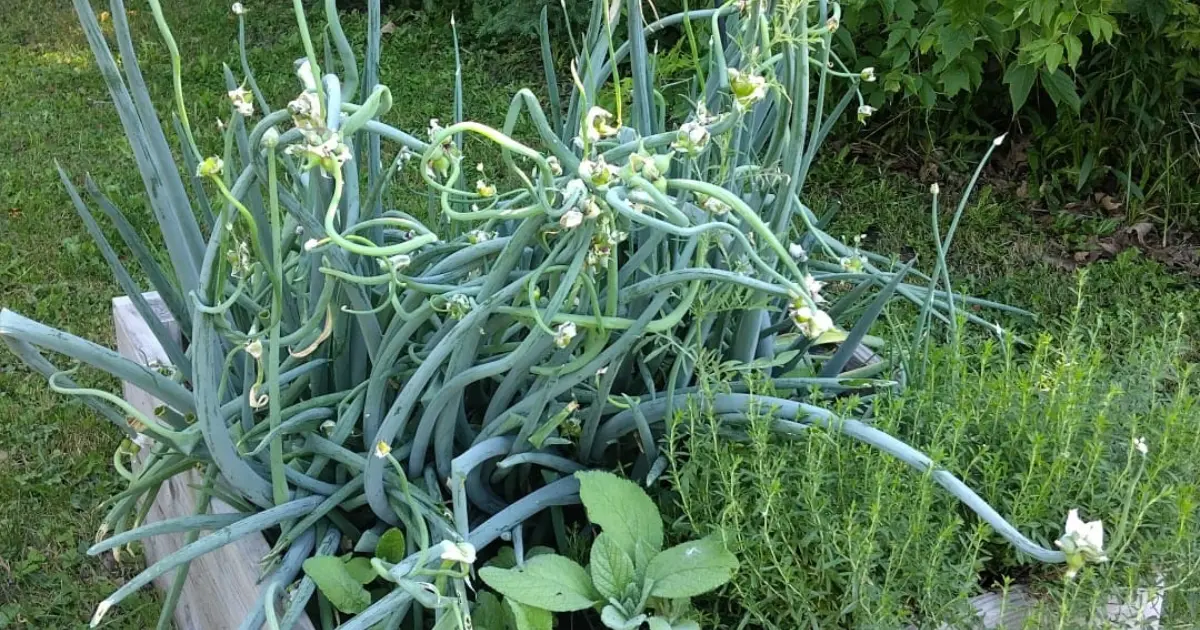 Growing Walking Onions in Containers: The Ultimate Guide