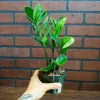 ZZ Plant – Zamioculcas Zamiifolia Live Houseplant – Easy Care Indoor Plant – 4-6 inch Pot