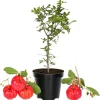 Acerola Barbados Cherry Tree Live Plant – 12-18 Inch Height – Grown in 6 Inch Pot – Outdoor Fruit Plant - Image 1