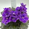 African Violet Live Plant 4 inch Pot - Indoor Flowering Plant - Image 1