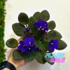 African Violet Live Plant – Compact Blooming Houseplant – Indoor Decor - Image 1