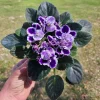 African Violet Live Plant - Purple Blush, Currently Blooming, 4 inch Pot, Indoor - Image 1