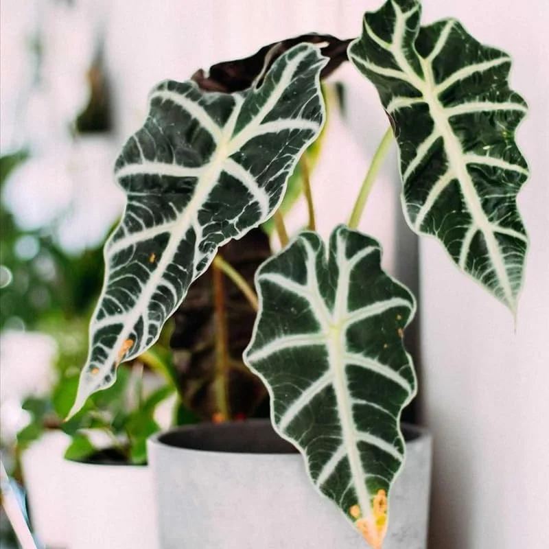 Alocasia Plant Live, Easy-Care Indoor Plant, Rare Alocasia Houseplant 4-8'' Tall for Planting, No Pot (Glossy Alocasia) - Image 2