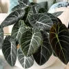 Alocasia Plant Live, Easy-Care Indoor Plant, Rare Alocasia Houseplant 4-8'' Tall for Planting, No Pot (Glossy Alocasia) - Image 1