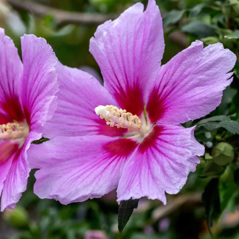 Althea Rose of Sharon Live Plant 6-13 Inches Tall, Purple Hibiscus Bush Shrub - Image 2