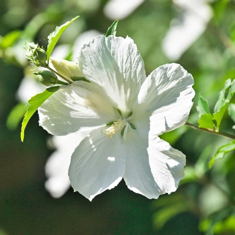 Althea Rose of Sharon Live Plant 6-13 Inches Tall, Purple Hibiscus Bush Shrub - Image 3