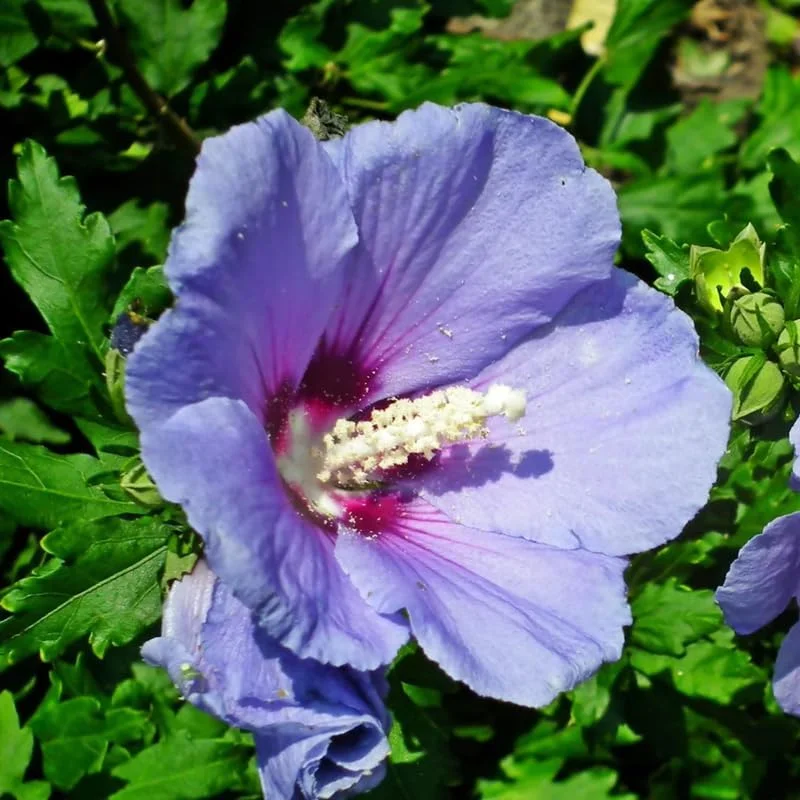 Althea Rose of Sharon Live Plant 6-13 Inches Tall, Purple Hibiscus Bush Shrub - Image 4
