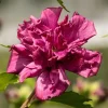 Althea Rose of Sharon Live Plant 6-13 Inches Tall, Purple Hibiscus Bush Shrub - Image 1