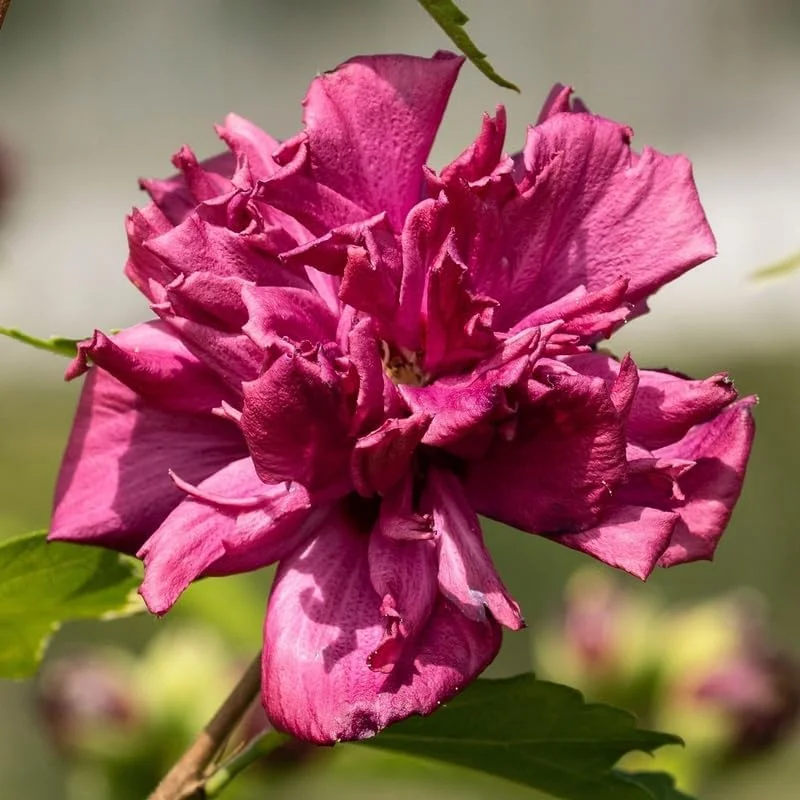 Althea Rose of Sharon Live Plant 6-13 Inches Tall, Purple Hibiscus Bush Shrub - Image 1