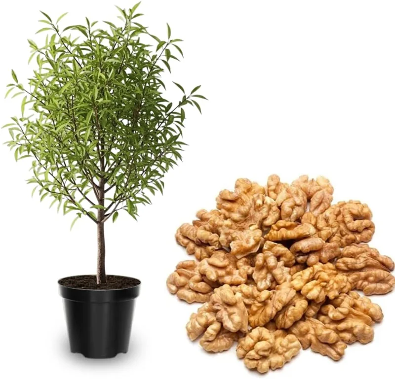 American Chestnut Tree Live Plant 2-3 Feet Tall - 2 Years Old, Cold Hardy - Image 2