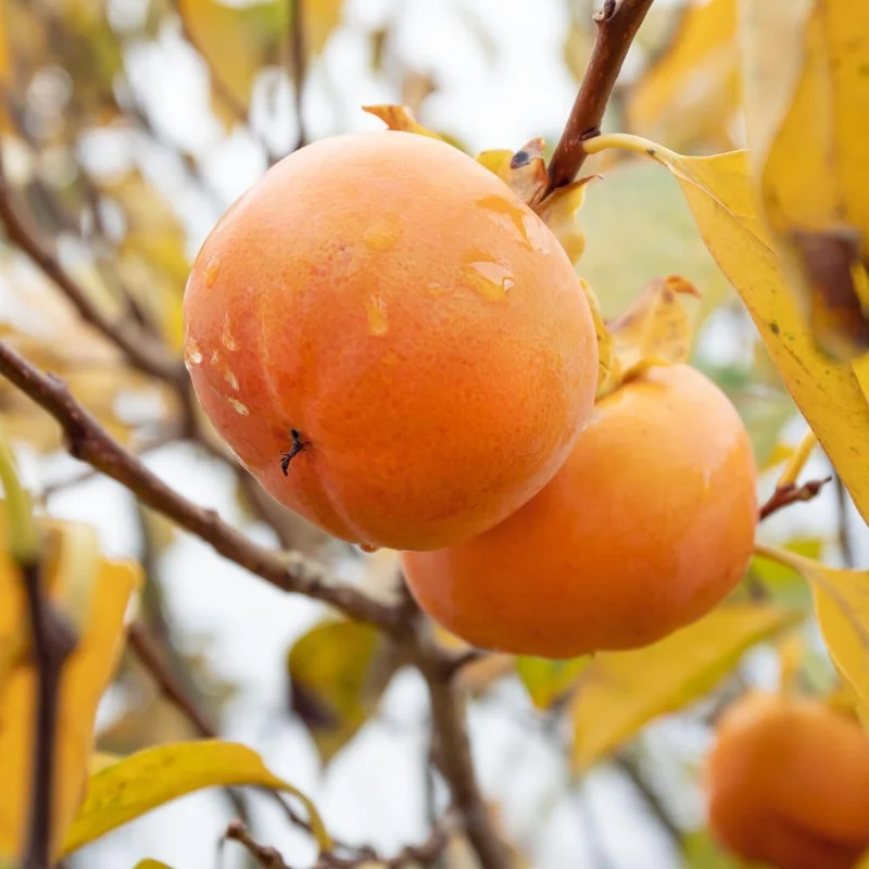 American Persimmon Live Bare Root Plants - Set of 2, 6-12 Inches Tall, Outdoor Fruit Tree - Image 5