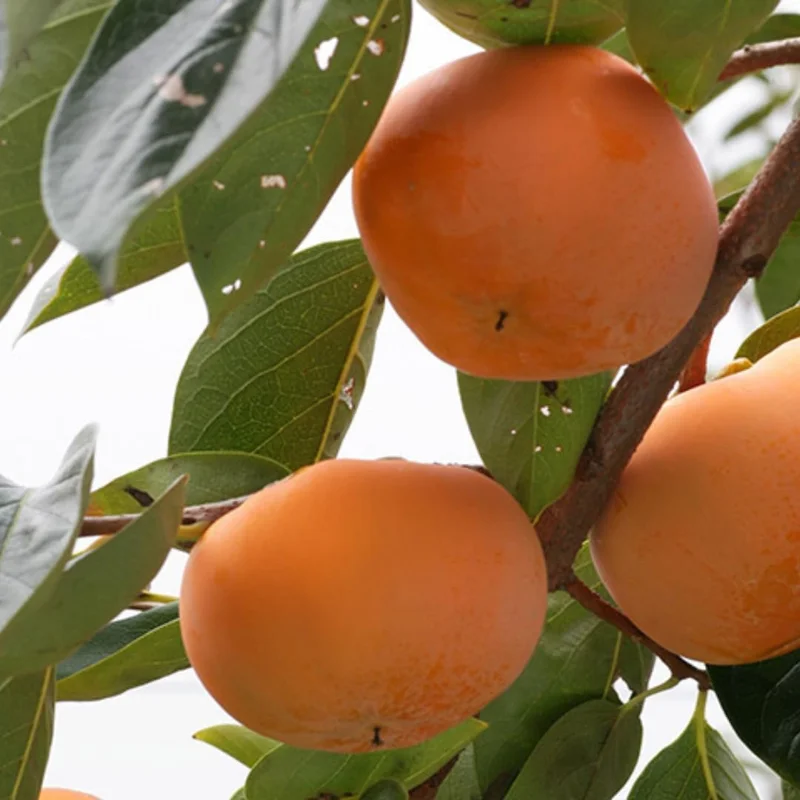 American Persimmon Live Bare Root Plants - Set of 2, 6-12 Inches Tall, Outdoor Fruit Tree - Image 6