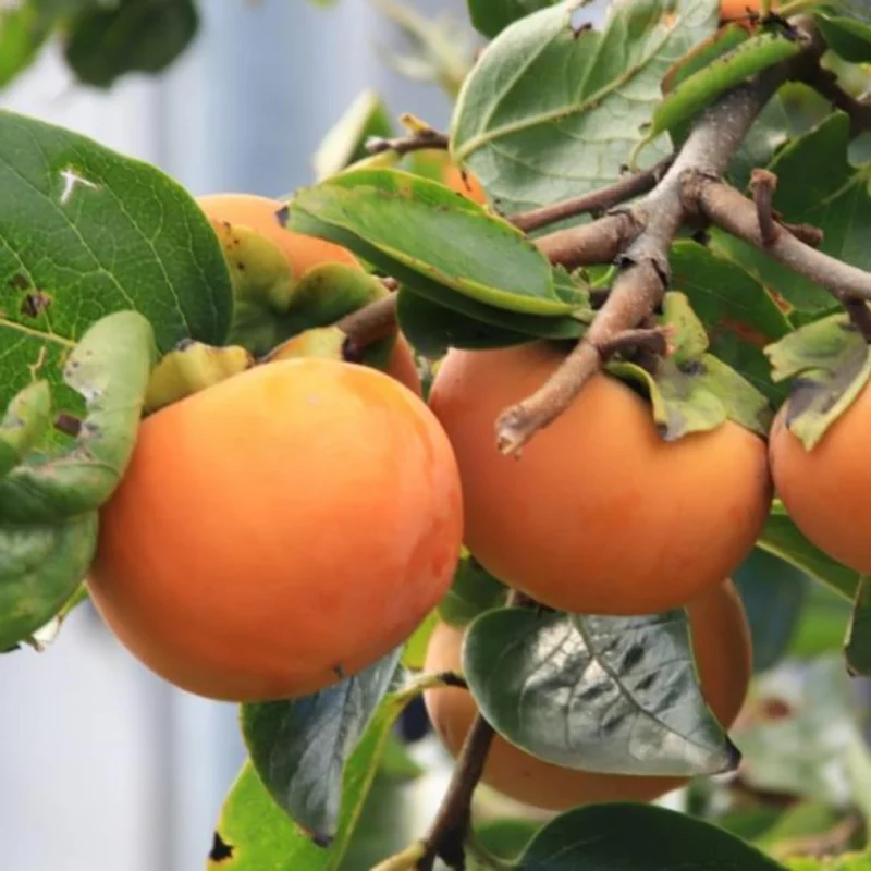 American Persimmon Live Bare Root Plants - Set of 2, 6-12 Inches Tall, Outdoor Fruit Tree - Image 1