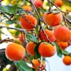 American Persimmon Live Plant – Set of 2 Bare Root, 12-24 Inch Tall, Outdoor - Image 1