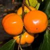 American Persimmon Tree Live Plant - 6-12 Inch Tall, 4 Inch Pot - Outdoor Fruit - Image 1