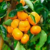 American Persimmon Tree Live Plant - Diospyros Virginiana - 6-12 Inches Tall - Outdoor Fruit Tree - Image 1