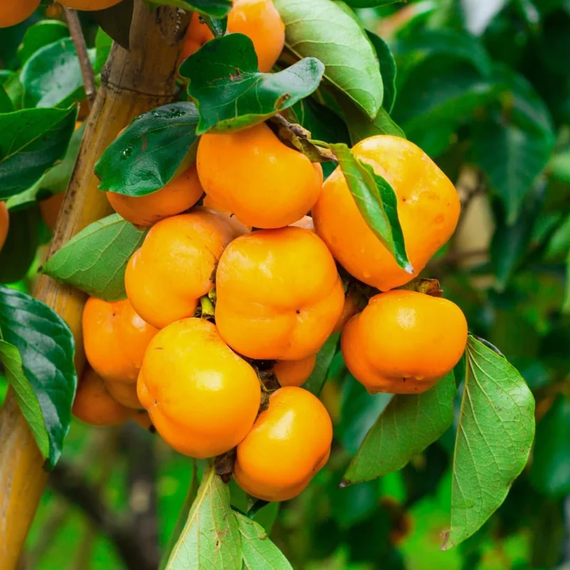 American Persimmon Tree Live Plant - Diospyros Virginiana - 6-12 Inches Tall - Outdoor Fruit Tree - Image 1