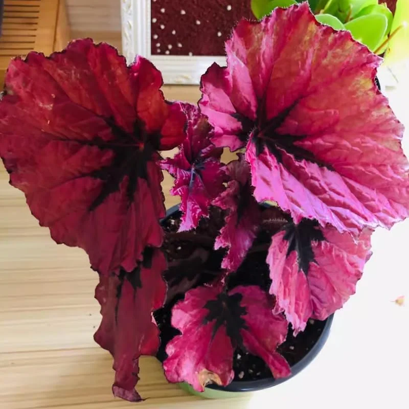 Angel Wing Begonia Live Plants - 2-Pack, 5-9 Inch Tall, Red Polka Dot, Indoor/Outdoor Decorative Houseplants - Image 2