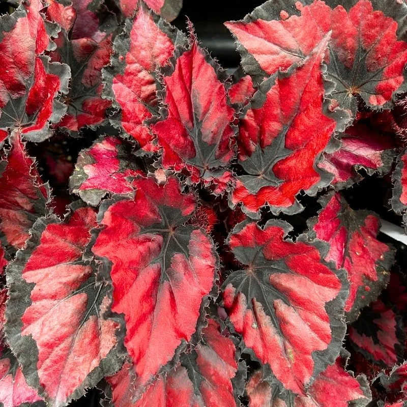 Angel Wing Begonia Live Plants - 2-Pack, 5-9 Inch Tall, Red Polka Dot, Indoor/Outdoor Decorative Houseplants - Image 1