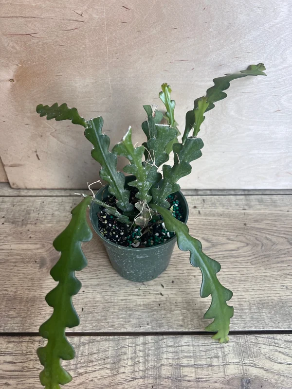 Anguliger Ric Rac Cactus, Epiphyllum , Zig Zag Cactus -in 4" Pot - Image 2
