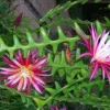Anguliger Ric Rac Cactus, Epiphyllum , Zig Zag Cactus -in 4" Pot - Image 1