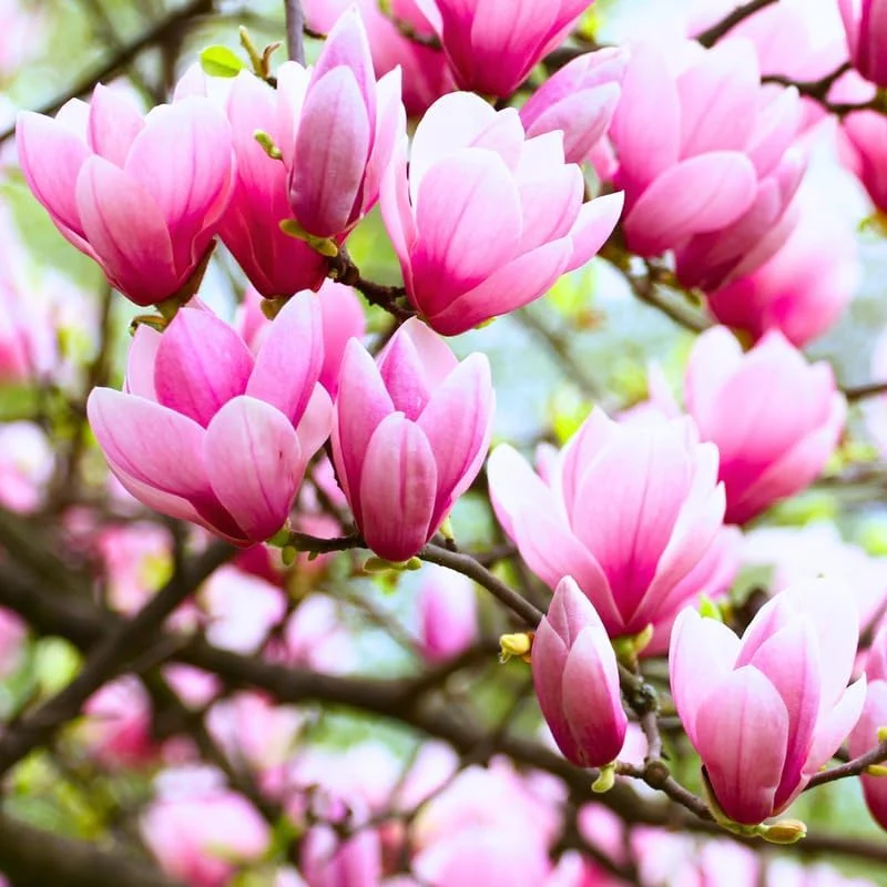 Ann Magnolia Live Plant 6-12 Inches Tall, 2.5 Inch Pot, Purple Red Flowers - Image 1