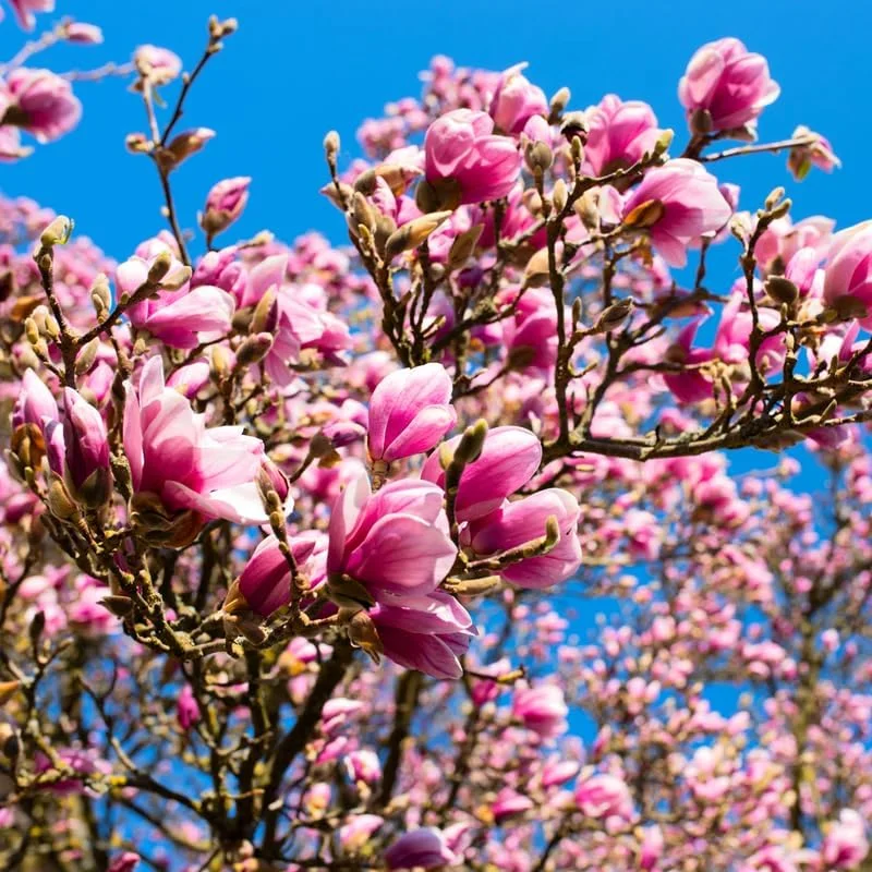 Ann Magnolia Live Plant 6-12 Inches Tall, 2.5 Inch Pot, Purple Red Flowers - Image 2