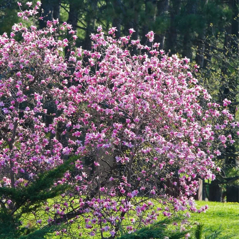 Ann Magnolia Live Plant 6-12 Inches Tall, 2.5 Inch Pot, Purple Red Flowers - Image 5