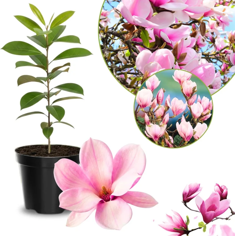 Ann Magnolia Live Plant 6-12 Inches Tall - Fragrant Pink Flowering Shrub for Outdoor - Image 5