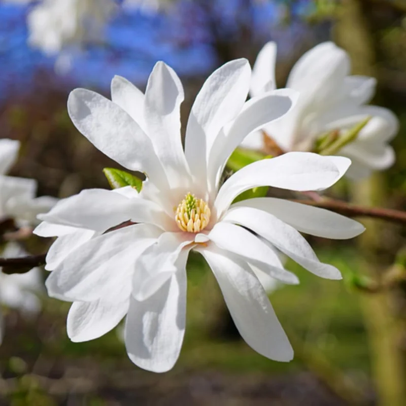 Ann Magnolia Live Plant 6-12 Inches Tall - Fragrant Pink Flowering Shrub for Outdoor - Image 7