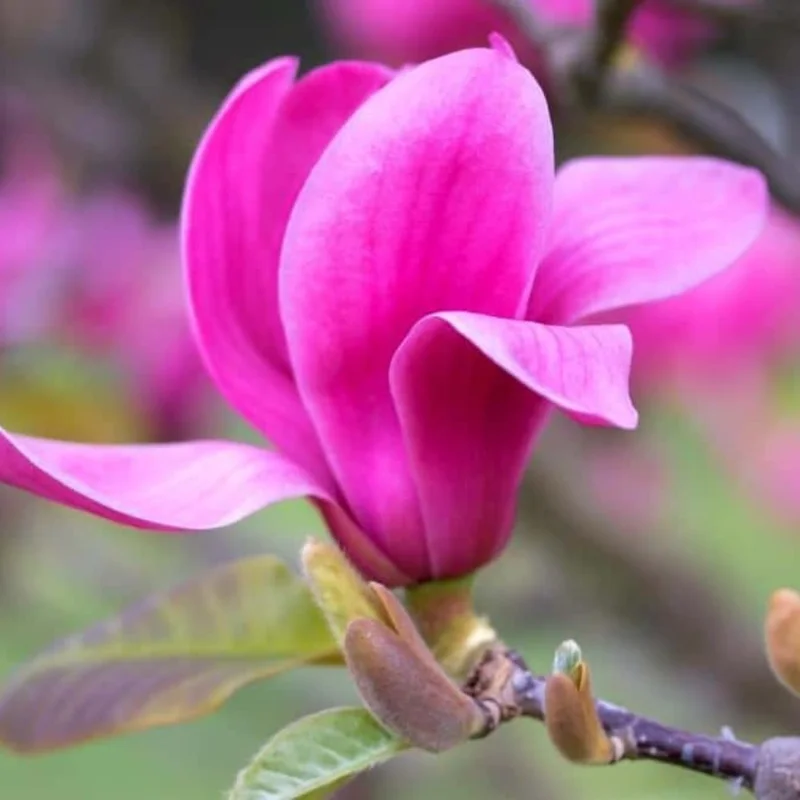 Ann Magnolia Live Plants - Set of 2, 8-12 Inch Tall Rooted Cuttings, Hardy Flowering Shrubs for Outdoor Planting - Image 1