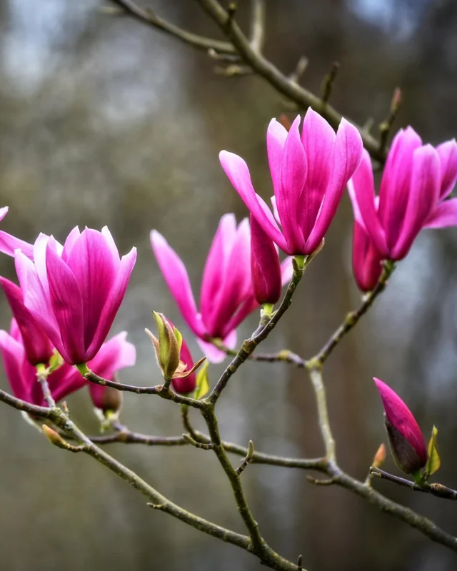 Ann Magnolia Tree Live Plant – 6-12 Inch Dormant, Fragrant Pink Flowers, 2.5 Inch Pot - Image 2