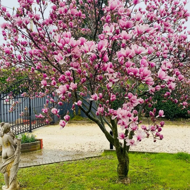 Ann Magnolia Tree Live Plant – 6-12 Inch Dormant, Fragrant Pink Flowers, 2.5 Inch Pot - Image 3