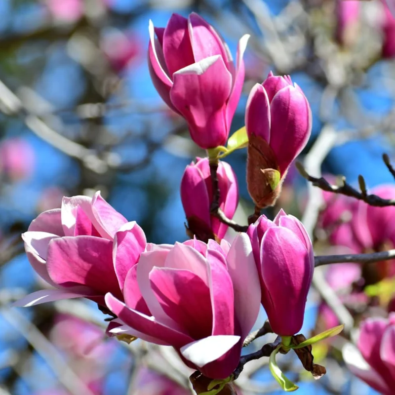 Ann Magnolia Tree Live Plant – 6-12 Inch Dormant, Fragrant Pink Flowers, 2.5 Inch Pot - Image 1